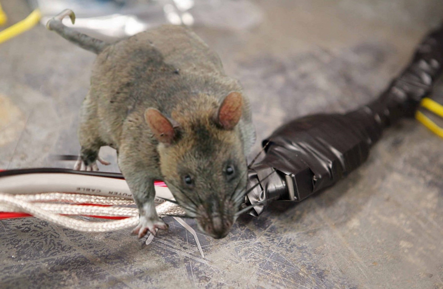 محافظت از خودرو در برابر جوندگان